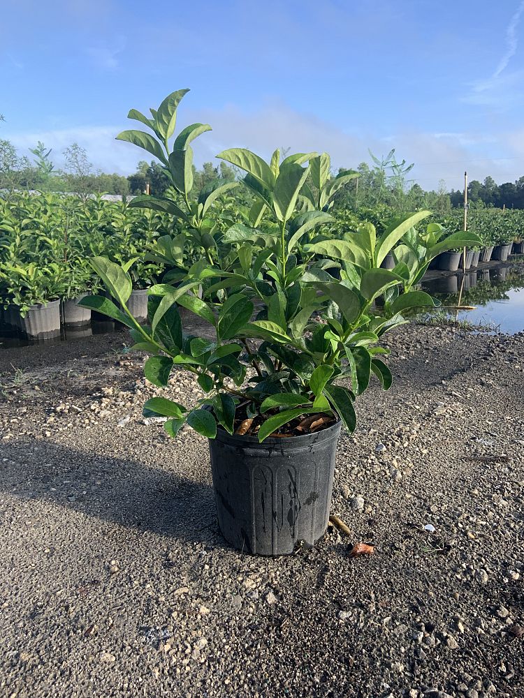 viburnum-odoratissimum-sweet-viburnum
