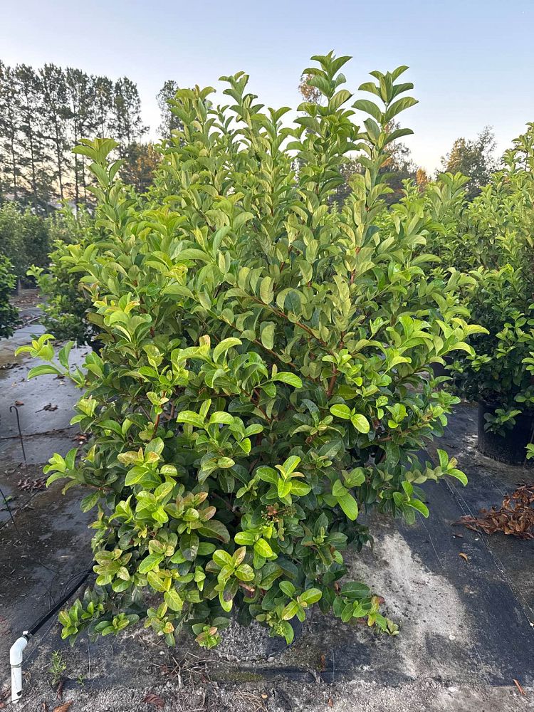 viburnum-odoratissimum-sweet-viburnum