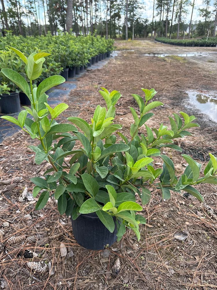 viburnum-odoratissimum-sweet-viburnum