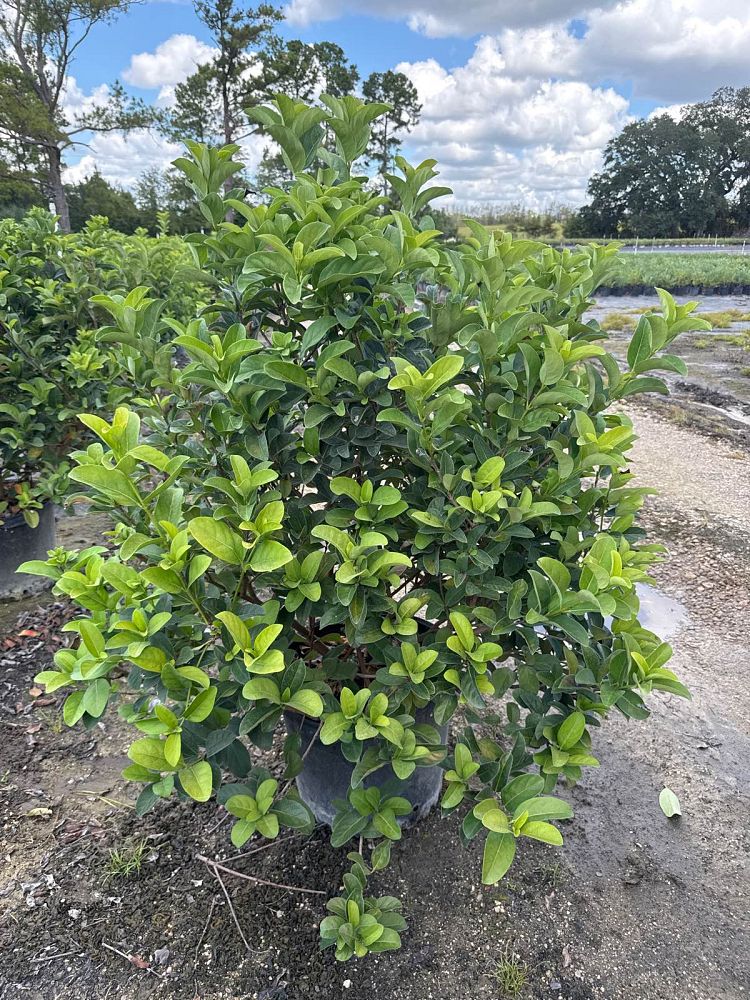 viburnum-odoratissimum-sweet-viburnum
