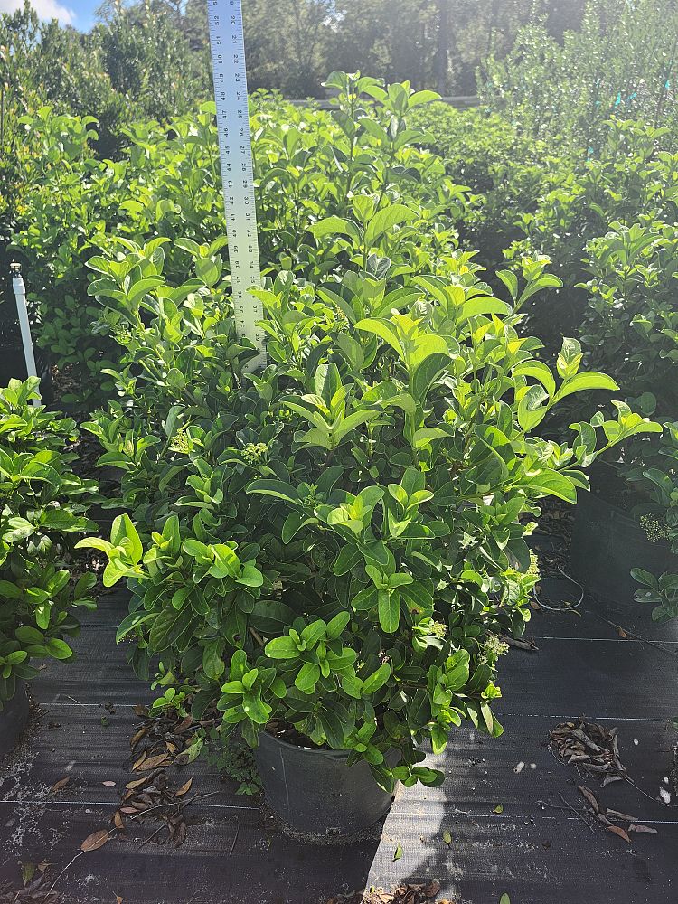 viburnum-odoratissimum-sweet-viburnum