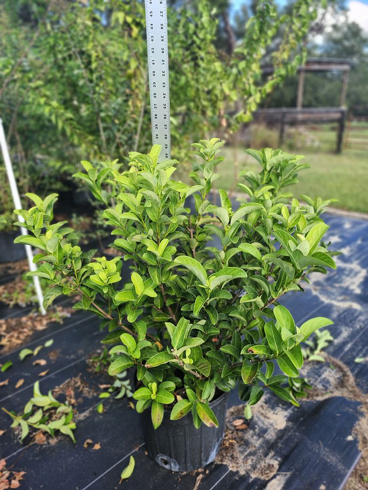 viburnum-odoratissimum-sweet-viburnum