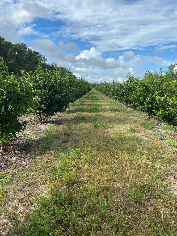 viburnum-odoratissimum-sweet-viburnum