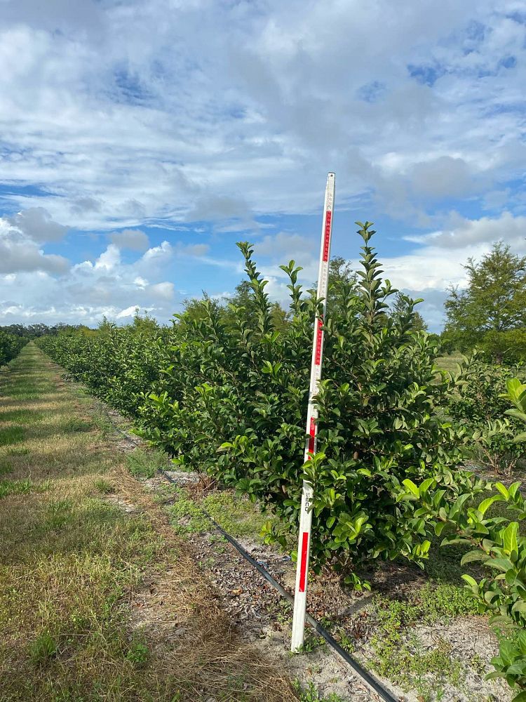 viburnum-odoratissimum-sweet-viburnum