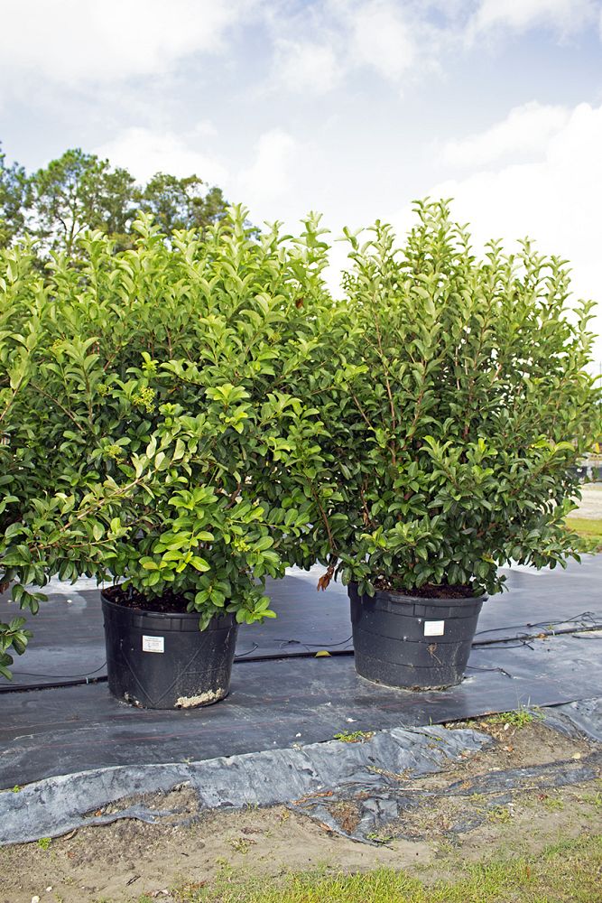 viburnum-odoratissimum-sweet-viburnum