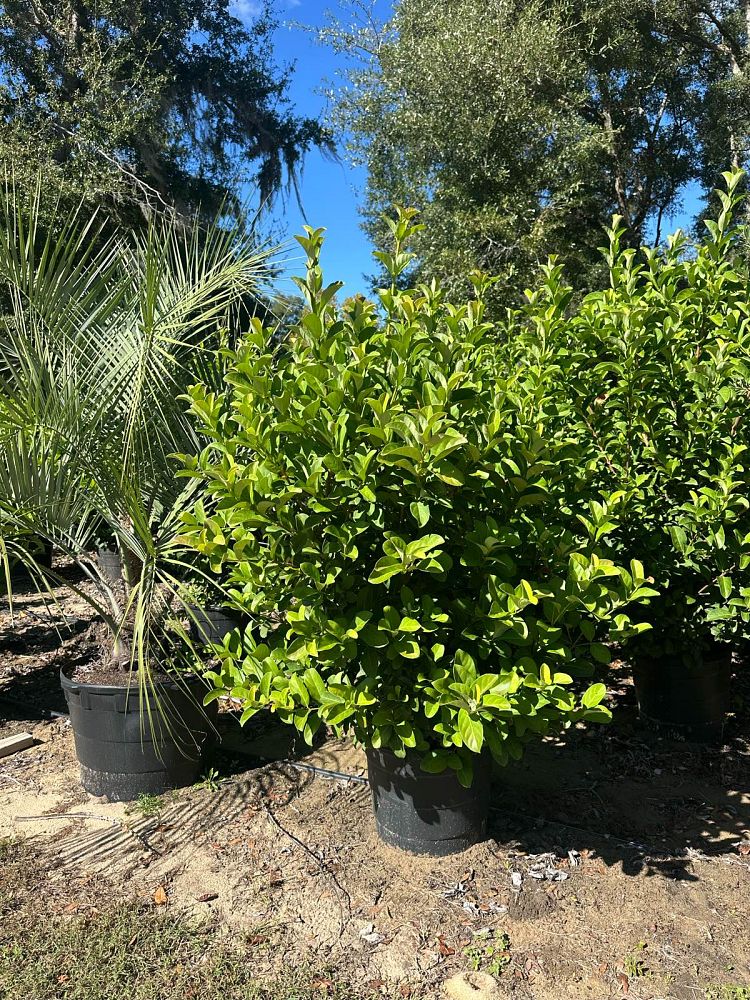 viburnum-odoratissimum-sweet-viburnum