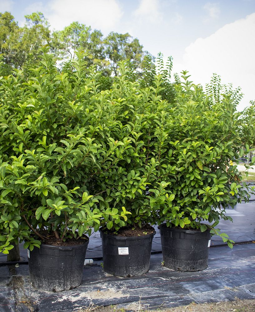 viburnum-odoratissimum-sweet-viburnum