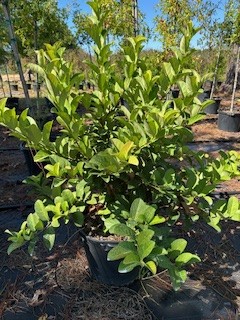 viburnum-odoratissimum-sweet-viburnum