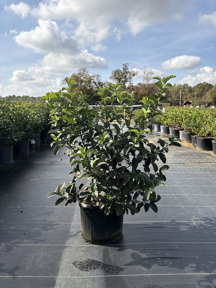 viburnum-odoratissimum-sweet-viburnum