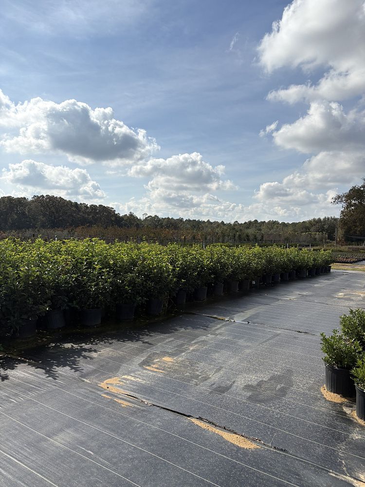 viburnum-odoratissimum-sweet-viburnum