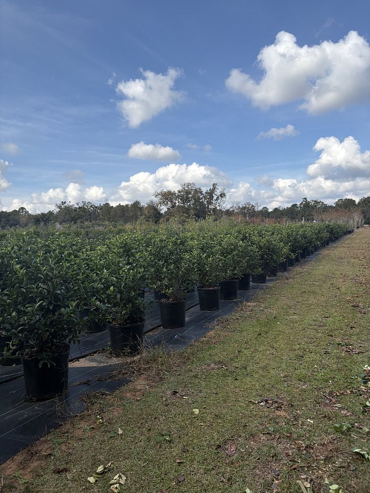 viburnum-odoratissimum-sweet-viburnum
