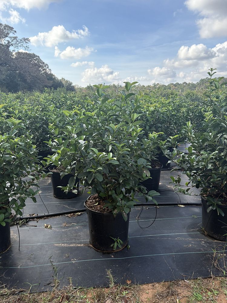 viburnum-odoratissimum-sweet-viburnum