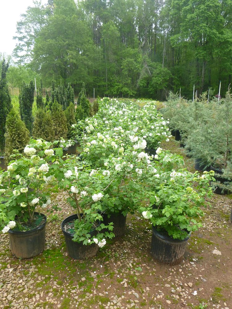 viburnum-opulus-roseum-european-cranberrybush-sterile-eastern-snowball-viburnum