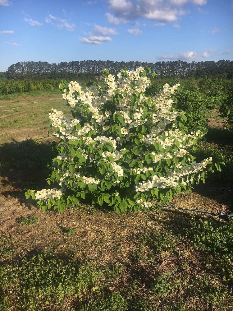 viburnum-plicatum-tomentosum-mariesii-doublefile-viburnum-japanese-snowball
