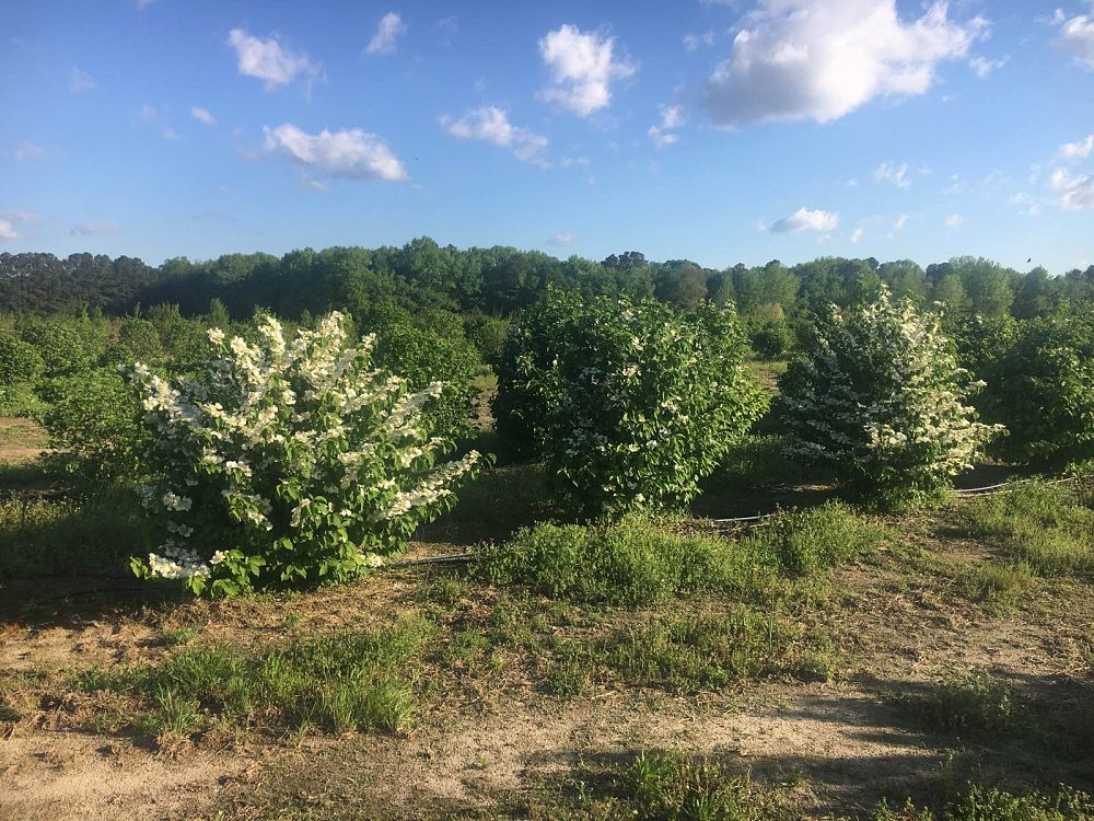 viburnum-plicatum-tomentosum-mariesii-doublefile-viburnum-japanese-snowball