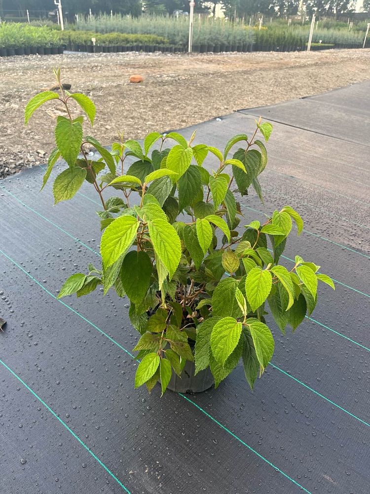 viburnum-plicatum-tomentosum-mariesii-doublefile-viburnum-japanese-snowball