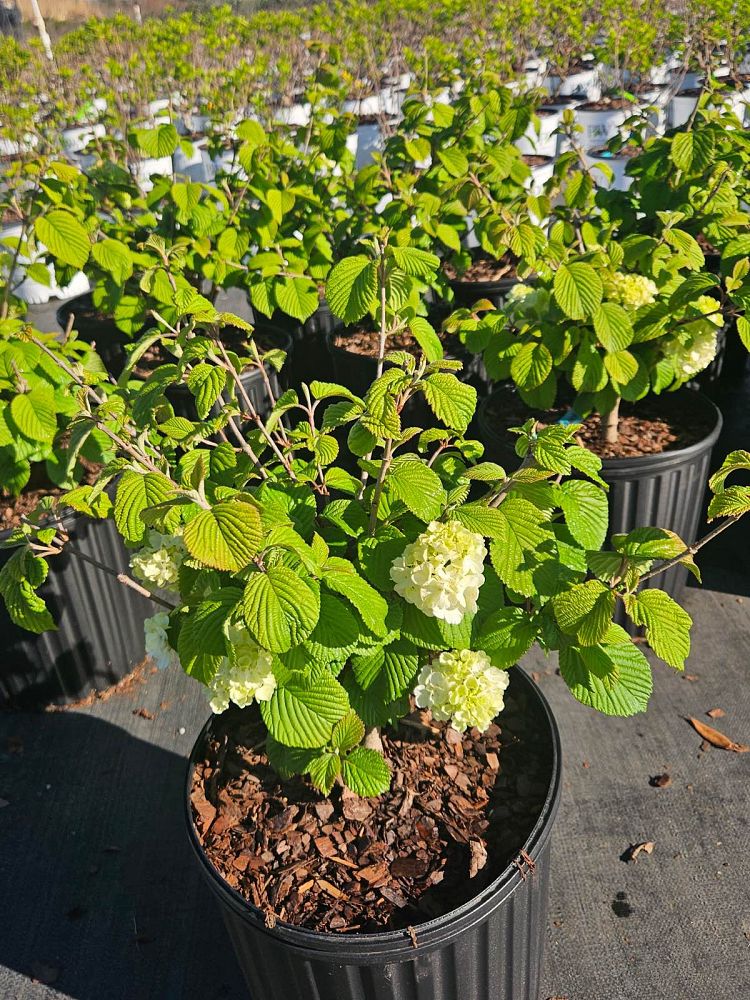 viburnum-plicatum-tomentosum-popcorn-japanese-snowball
