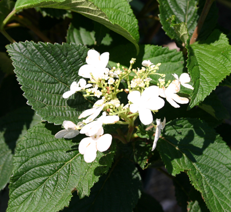 viburnum-plicatum-tomentosum-shasta-doublefile-viburnum-japanese-snowball