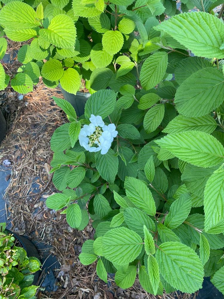 viburnum-plicatum-tomentosum-shasta-doublefile-viburnum-japanese-snowball