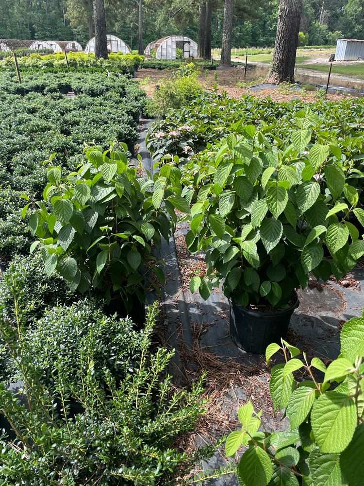 viburnum-plicatum-tomentosum-shasta-doublefile-viburnum-japanese-snowball