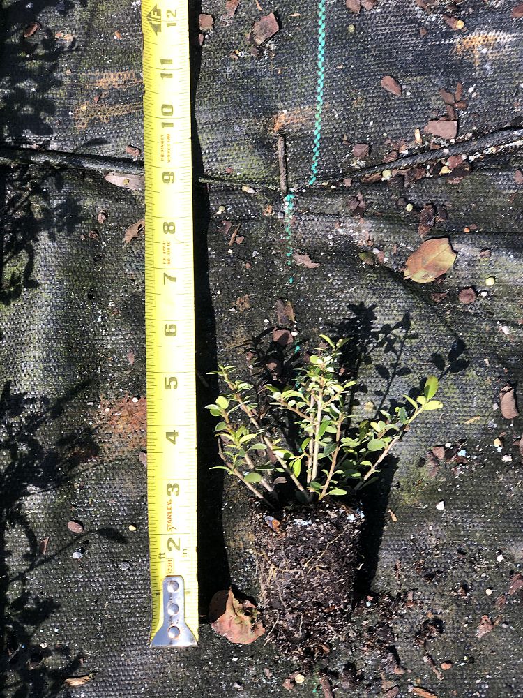 viburnum-plicatum-tomentosum-shasta-doublefile-viburnum-japanese-snowball