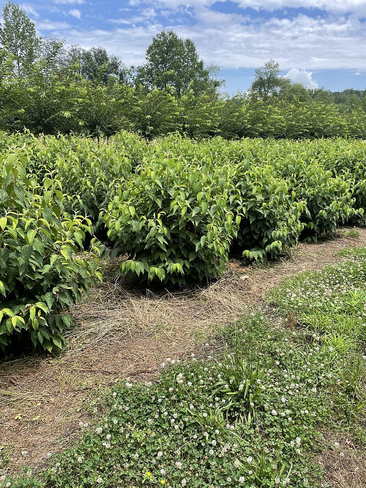 viburnum-plicatum-tomentosum-shasta-doublefile-viburnum-japanese-snowball
