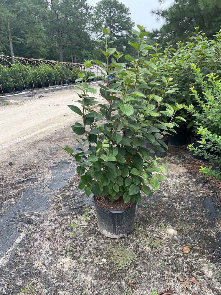 viburnum-plicatum-tomentosum-shasta-doublefile-viburnum-japanese-snowball