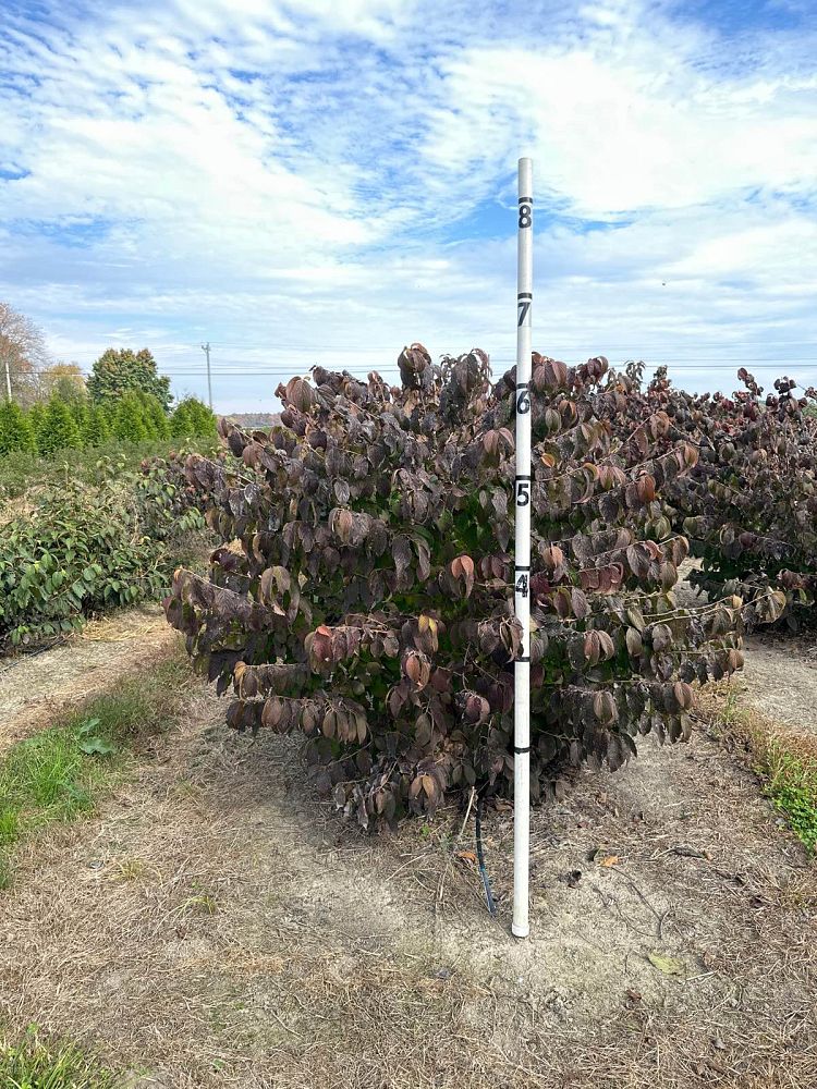 viburnum-plicatum-tomentosum-shasta-doublefile-viburnum-japanese-snowball