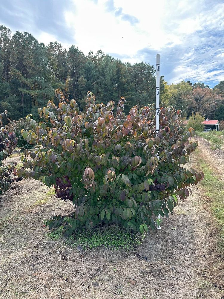 viburnum-plicatum-tomentosum-shasta-doublefile-viburnum-japanese-snowball