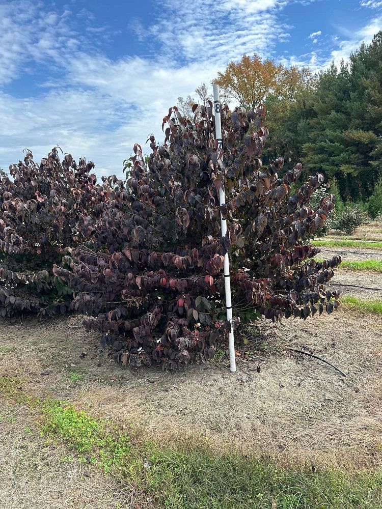 viburnum-plicatum-tomentosum-shasta-doublefile-viburnum-japanese-snowball