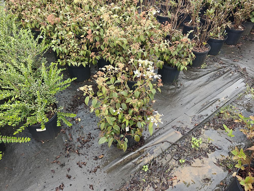 viburnum-plicatum-tomentosum-summer-snowflakes-doublefile-viburnum