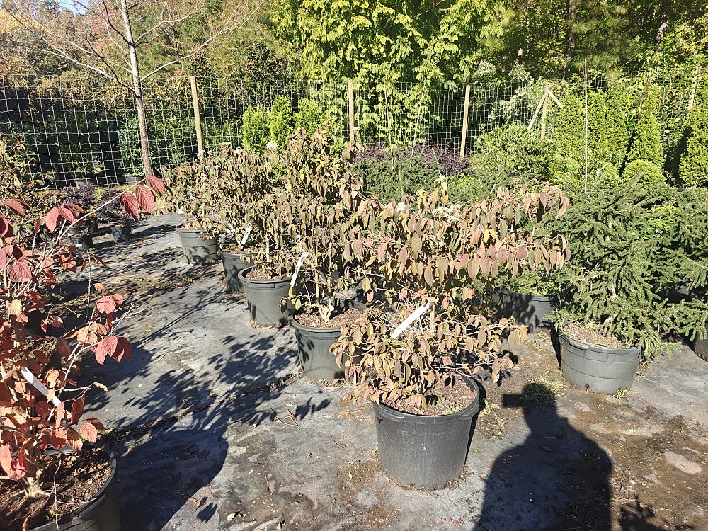 viburnum-plicatum-tomentosum-summer-snowflakes-doublefile-viburnum
