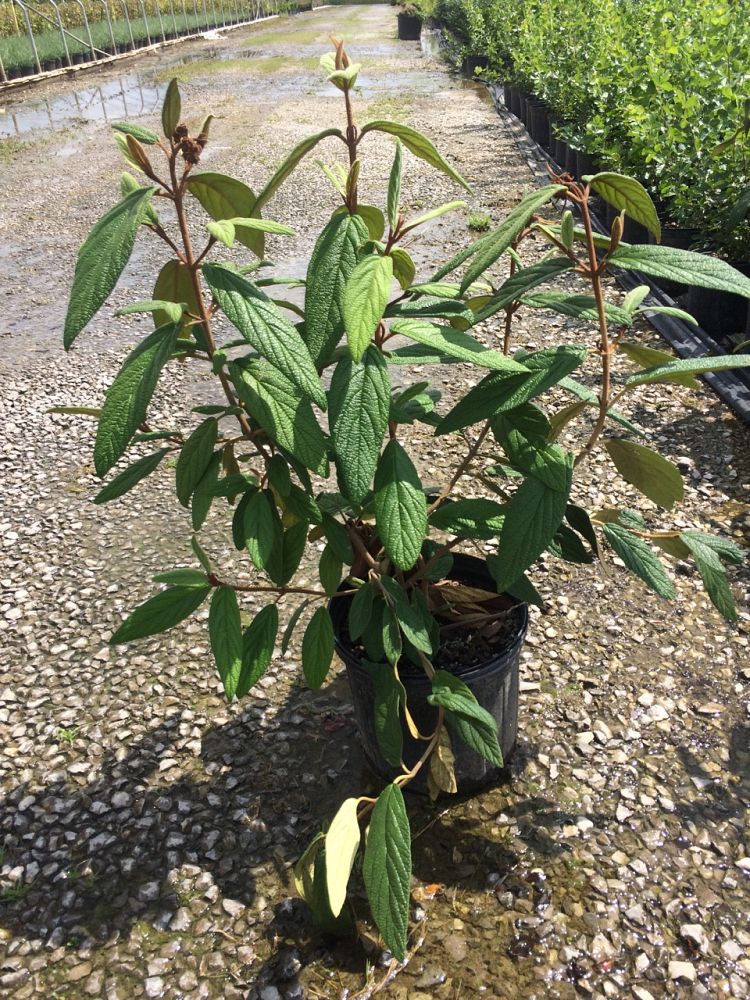 viburnum-rhytidophyllum-leatherleaf-viburnum