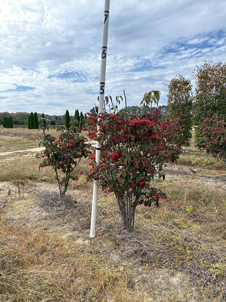 viburnum-setigerum-tea-viburnum