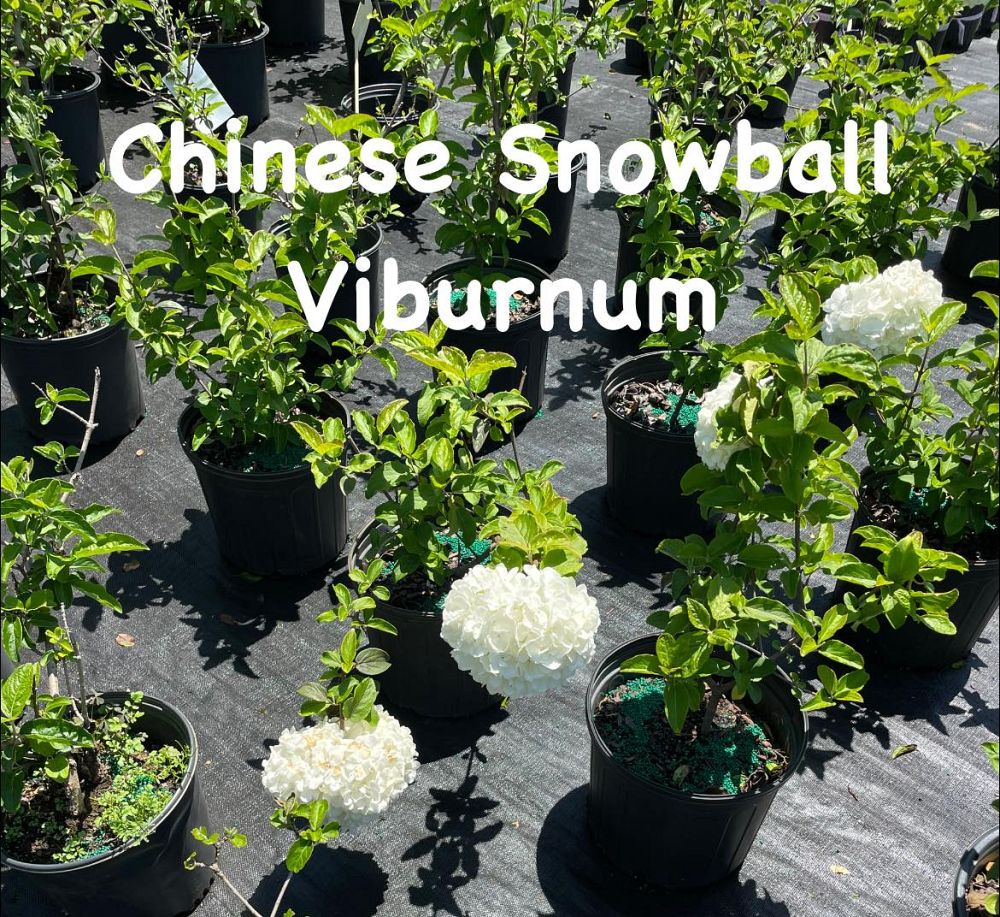 viburnum-snowball