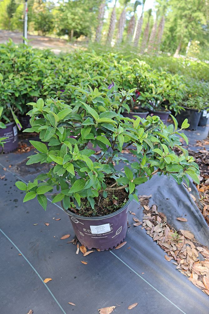 viburnum-spring-lace-spring-lace-viburnum