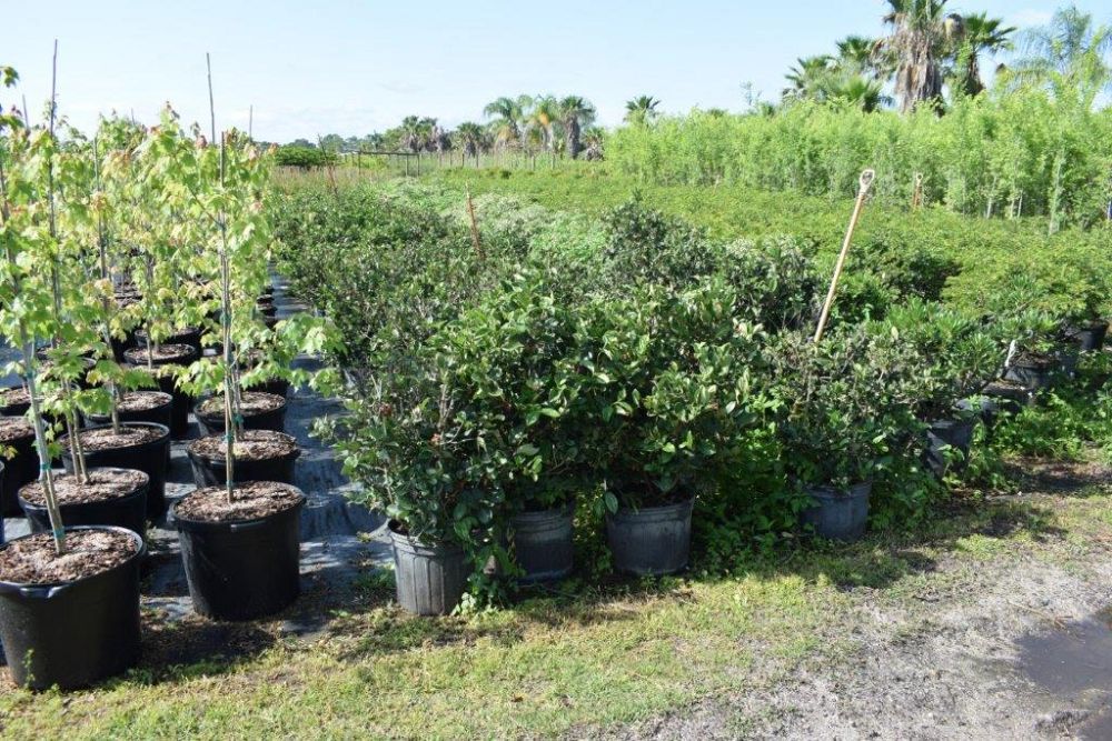 viburnum-suspensum-sandankwa-viburnum