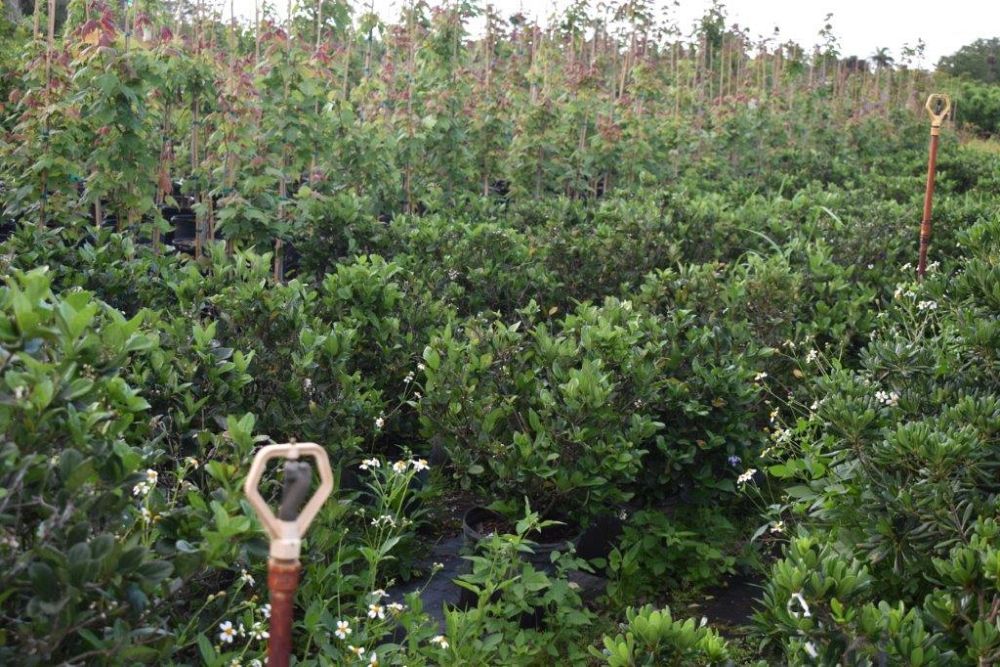 viburnum-suspensum-sandankwa-viburnum