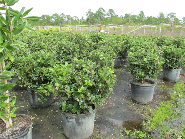 viburnum-suspensum-sandankwa-viburnum