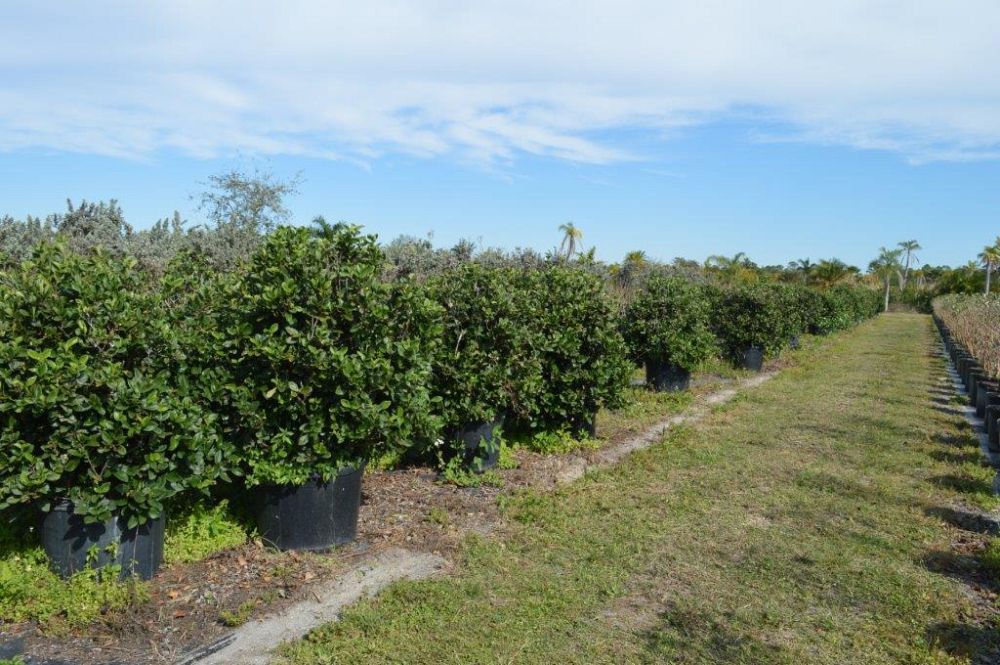 viburnum-suspensum-sandankwa-viburnum