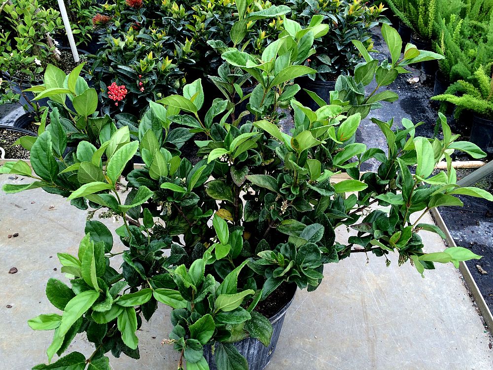 viburnum-suspensum-sandankwa-viburnum