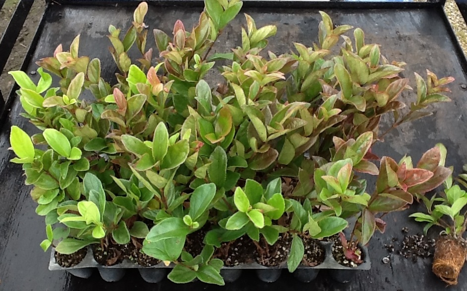 viburnum-suspensum-sandankwa-viburnum