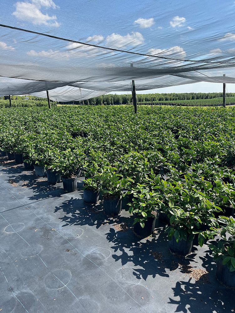 viburnum-suspensum-sandankwa-viburnum
