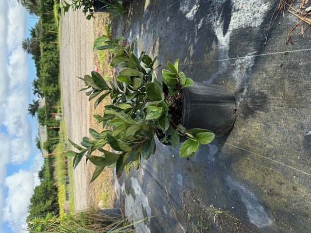 viburnum-suspensum-sandankwa-viburnum