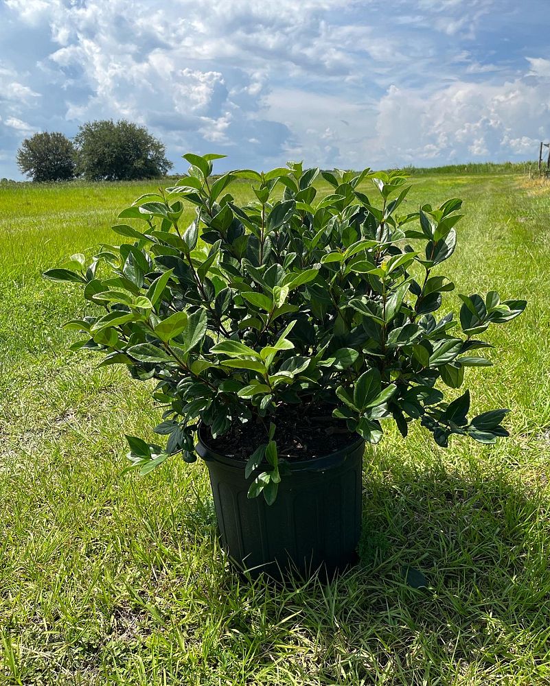 viburnum-suspensum-sandankwa-viburnum