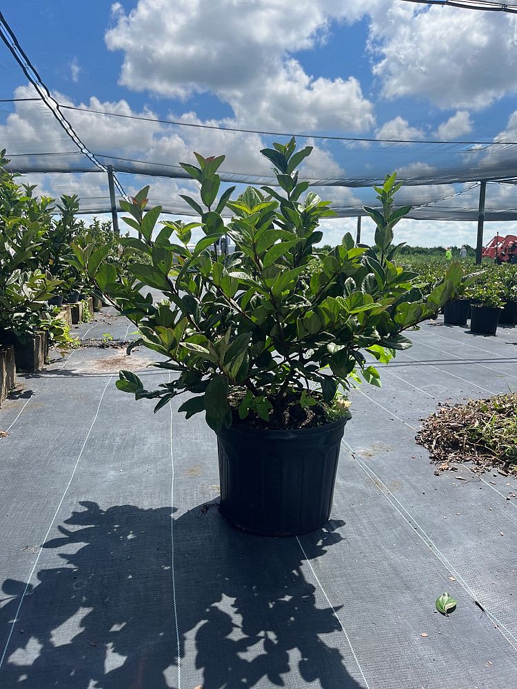 viburnum-suspensum-sandankwa-viburnum