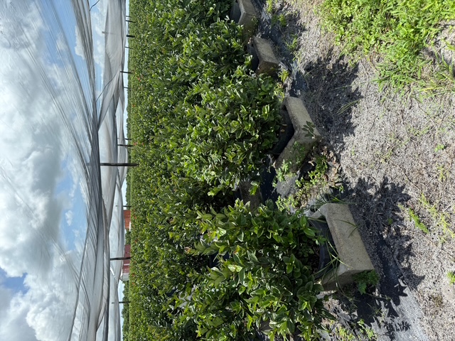 viburnum-suspensum-sandankwa-viburnum