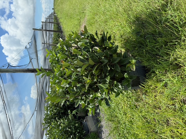 viburnum-suspensum-sandankwa-viburnum