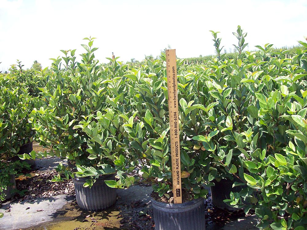 viburnum-suspensum-sandankwa-viburnum