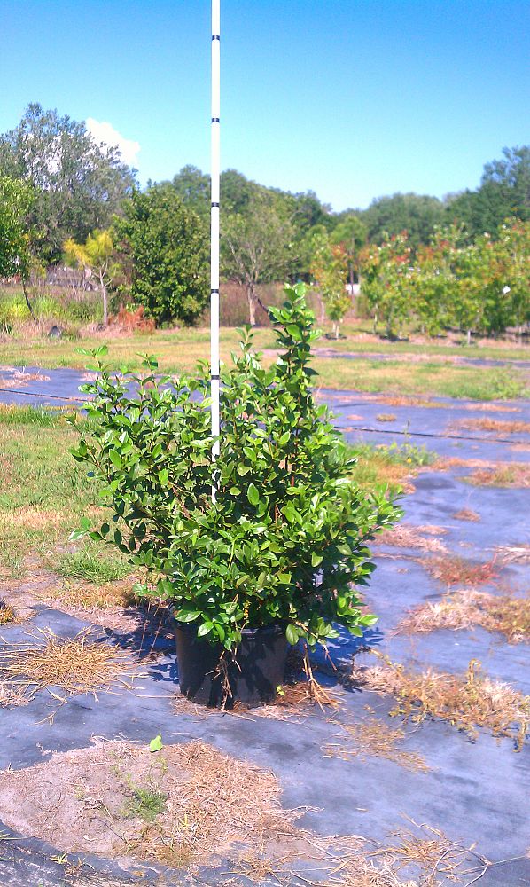 viburnum-suspensum-sandankwa-viburnum